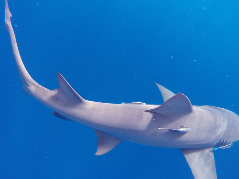 Illustration for article titled Fun with Sharkies